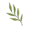 Luma Leaf logo