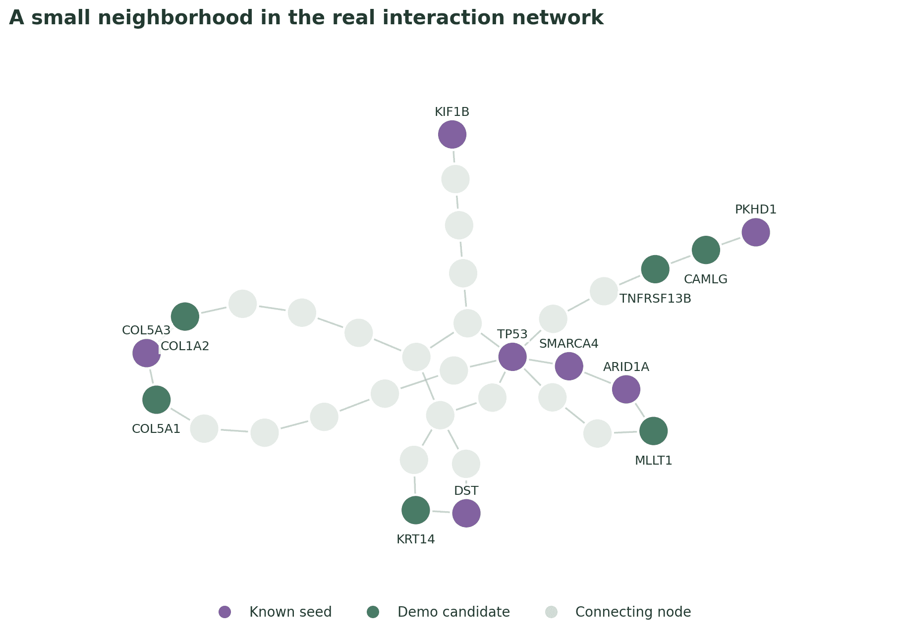 Real 34-node interaction subgraph connecting seven purple seed genes, six green demo candidates, and gray connector nodes